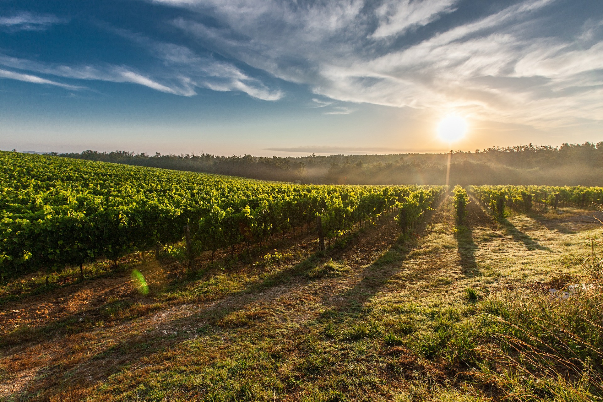 Scopri di più sull'articolo Venditori di vino o di esperienze? 5 spunti operativi per entrare nel mondo dell’enoturismo.
